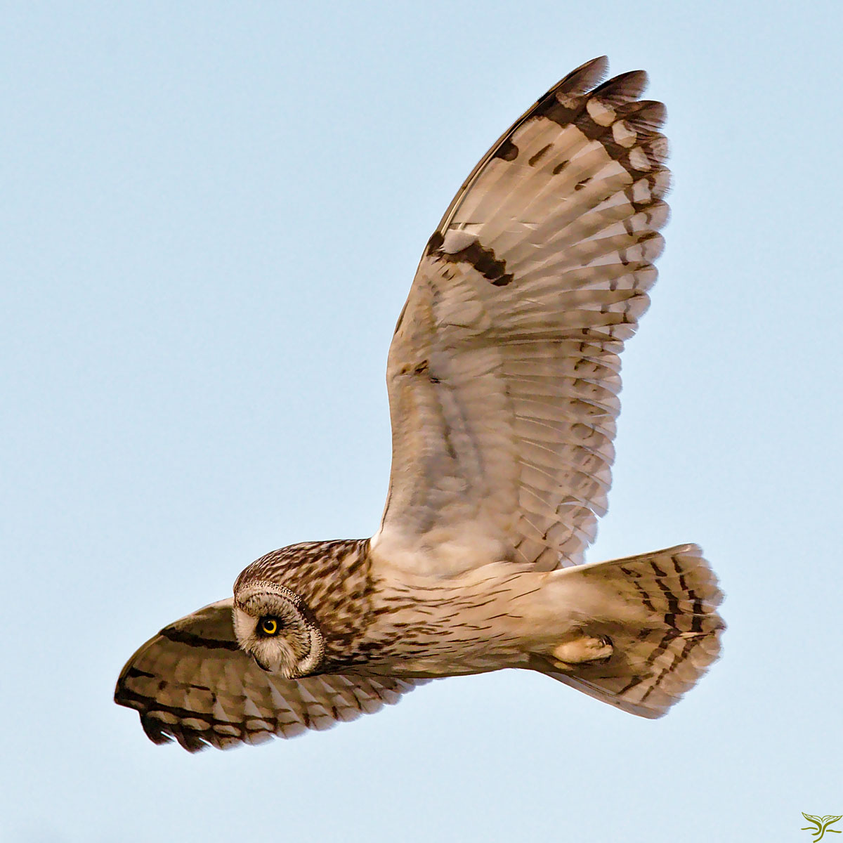 Short-eared owl