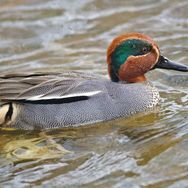 Common teal