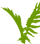 Graphic of river plant